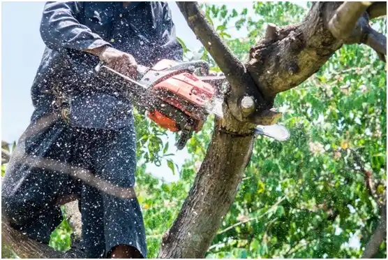 tree services La Fermina